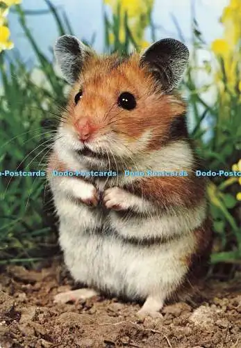 D169144 Hamster. Engadin Presse. Reinhard