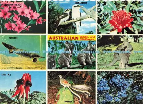 D172180 Australian. Wildtiere und Wildblumen. Kängurus. Nucolorvue Productions.