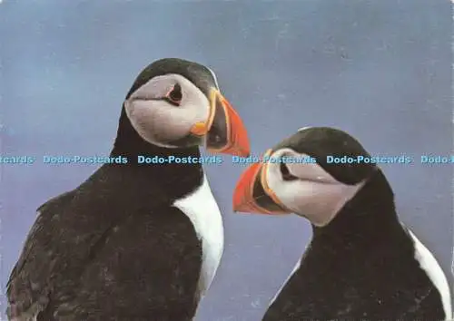 D171195 Farne Island Papageientaucher. Beric Tempest