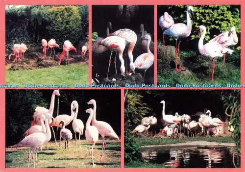 D171197 Isle of Wight. Flamingo Park. W. J. Nigh. Multi View