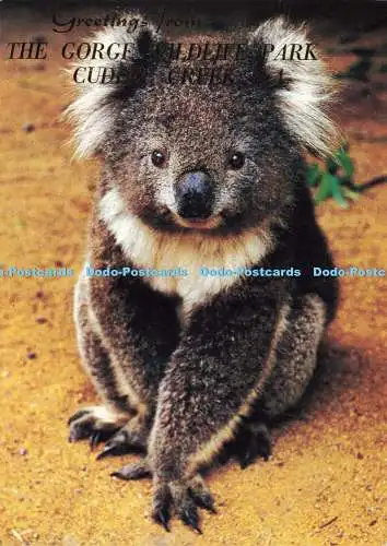 D173659 Der australische Koala. Nucolorvue Productions