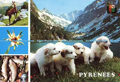 D172347 Pyrenäen. Chiots Des Pyrenees. Dino. A. Doucet. Multi View