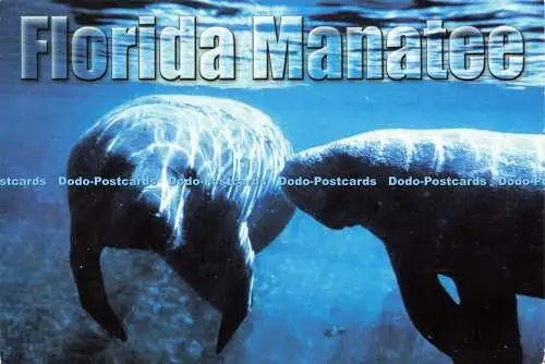 D172589 Florida Seekuh. Seminolen Postkarten