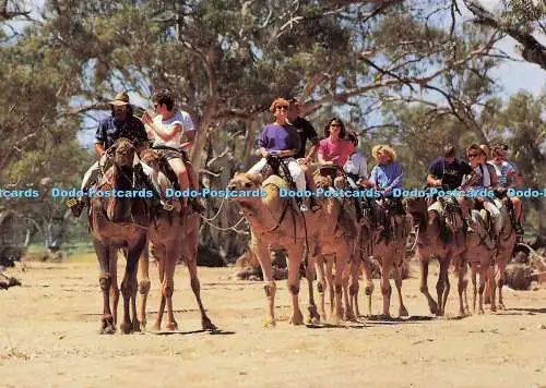 D172696 Alice Springs. Kamelsafari. Todd River. Barker Souvenirs. Northern Terr