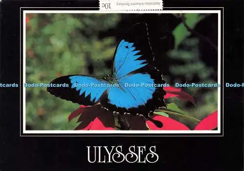 D171661 Ulysses oder Mountain Blue. Peer Productions. Ray Straatman. 1992