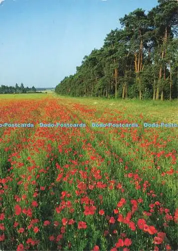 D174030 Mohnblumen. Trevor Wood. Bild von East Anglia. Bilder und Editionen. Kapitel