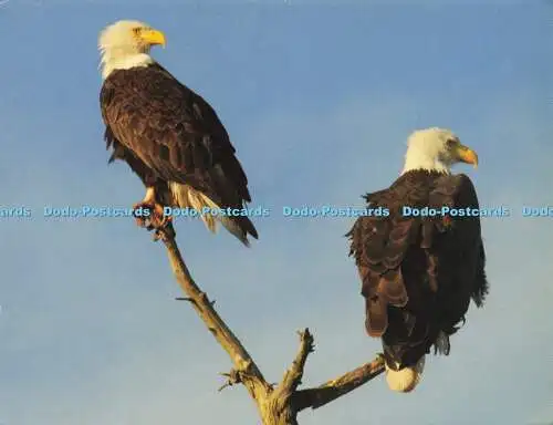 D172731 Blaine WA. Weißkopfseeadler am Semiahmoo-Spieß. Phil Calise