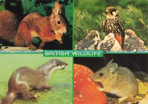 D175639 British Wildlife. Otter. J. Salmon. 1987. Multi View