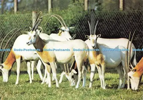 D175659 Hampshire. Die Herde von Scimitar Horned Oryx in Marwell. Zoologischer Park.