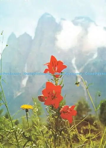 D173123 Orange Lily. Von Dr. Wendelberger. Die Alpen in Blüte. Pinguin. Blumenth