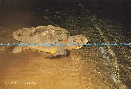 D175746 Caretta. Caretta. Michalis Toubis