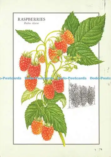 D173124 Himbeeren. The Reader Digest. David Baxter von Lebensmitteln aus Ihrem Garten