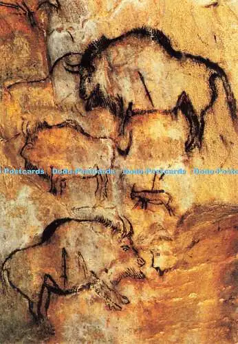 D173242 Grotte de Niaux. Ariege. Pyrenäen. Dessin de Bison Fleche. Wie De Coeur.