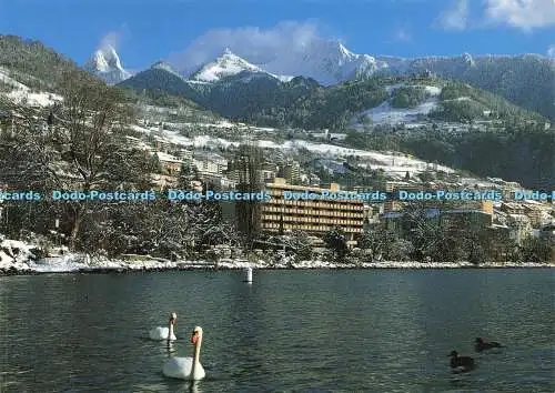 D175918 Montreux. Royal Plaza. Schwäne im Meer