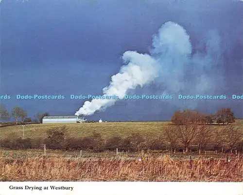 D175936 Grasstrocknung in Westbury