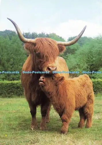 D174748 Magaidh Maggie. von Pollok mit ihrem Bullenkalb. The City of Glasgow Parks