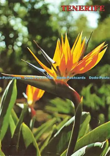 D174994 Teneriffa. Strelitzia Reginae. Perla. Garcia y Correa. S.L. 1986