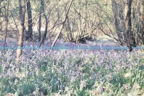 D176356 Bluebells. G. Neville