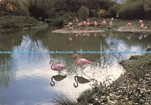 D177591 Karibische Flamingos. J. Arthur Dixon. O. F. Warren