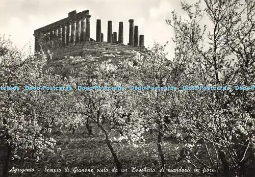 D176560 Agrigento. Tempio di Giunone Visto da un Boschetto di Mandorli in Fiore.