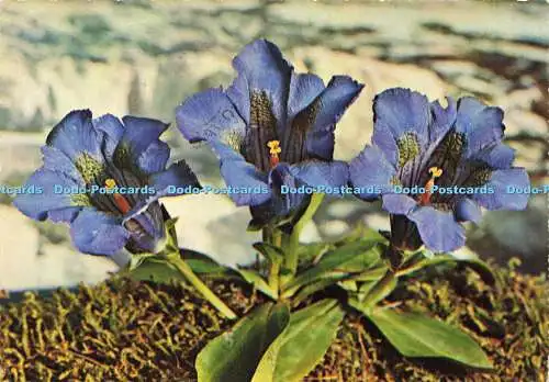 D175374 Frühlingsblaue Wildblumen. S. A. F. Cecami. 1965