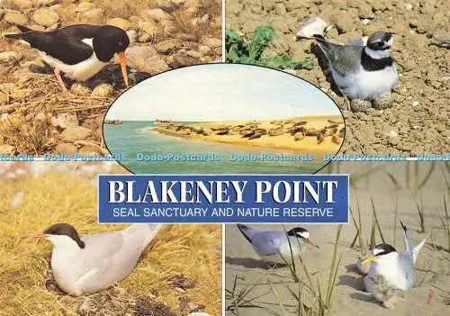 D179166 Blakeney Point. Robbenschutzgebiet und Naturschutzgebiet. J. Salmon. Cameracolo