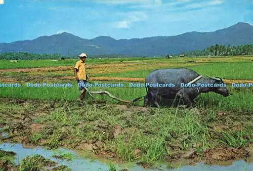 D179183 Penang. Padi-Feld pflügen. S.W. Singapore