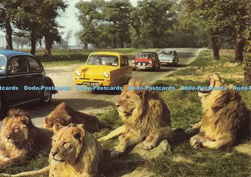 D179369 Lancashire. Prescot. Knowsley Safari Park. Löwen und Autos. Jarrold