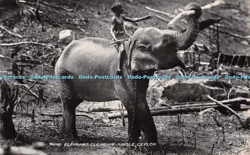 R194029 Tame Elephant Clearing Jungle Ceylon No 41 Plate