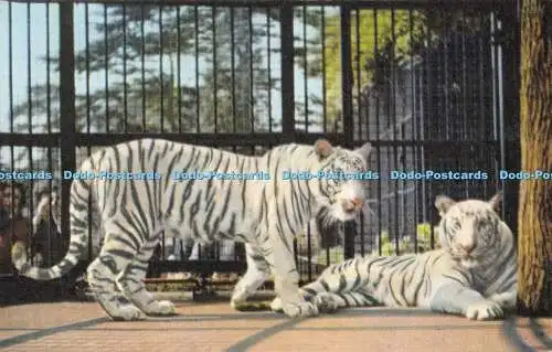 R194096 Weiße Tiger im Zoo von Bristol das einzige Paar außerhalb Indiens