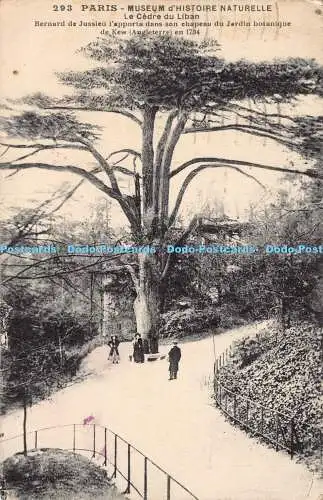 R193244 293 Paris Museum dHistoire Naturelle Le Cedre du Liban Bernard de Jussie