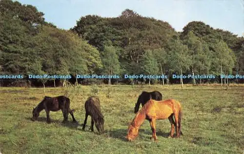 R197130 New Forest Ponys