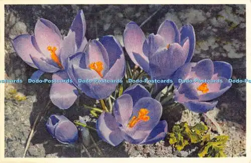 R193442 2694 Crocus hybridus hort Crocus Ideal E Gyger und Klopfenstein