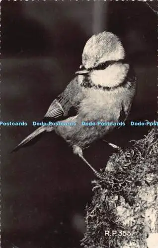 R193463 Blaumeise Parus Caeruleus Obscurus Eric Hosking RP Valentines