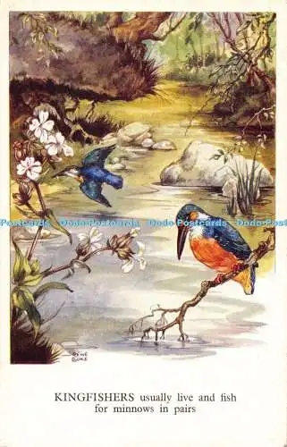 R193479 Eisvögel leben und fischen in der Regel paarweise nach Elritzen Vögel und Butterf