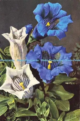 R196135 1312 Gentiana Kochiana Kochs Enzian E Gyger Fingerle