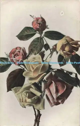 R195143 Rosen Grußkarte Postkarte Serie 572