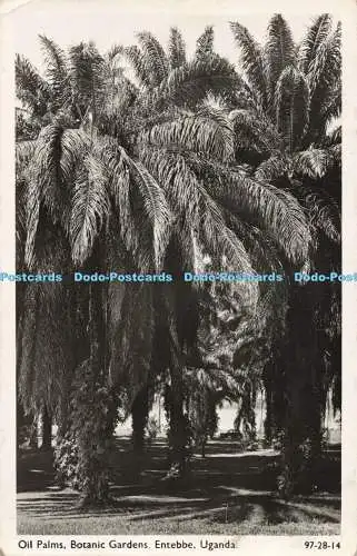 R196470 Oil Palms Botanic Gardens Entebbe Uganda 97 28 14 PR-Abteilung