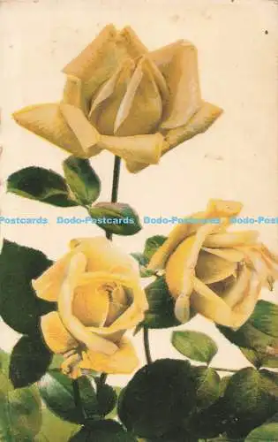 R196506 Roses Max Ettlinger Serie 4481 The Royal Series 1909