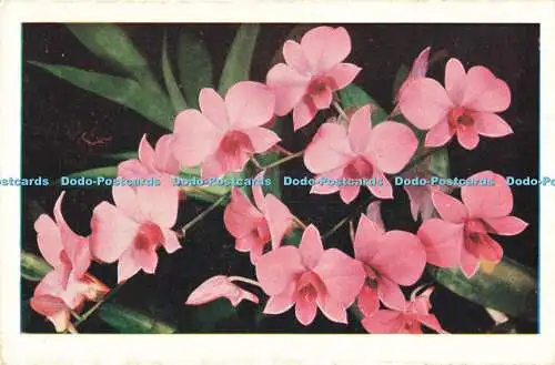 R197901 Die Cooktown Orchid ist das Queensland State Emblem G K Bolton