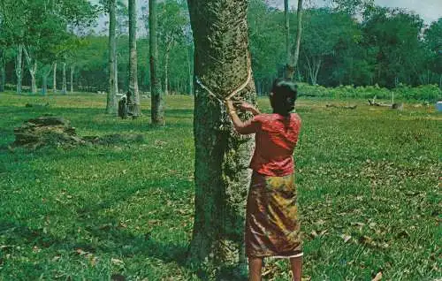 PC54859 A Malayan Rubber Estate. Kuala Lumpur. Zwei Frauen