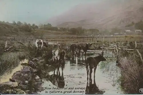 PC59898 Wie schön und gelassen ist die großartige Domäne der Natur. RP. 1912