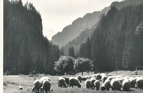 PC52939 Tatry Zachodnie. Dolina Koscieliska. K. Gorazdowska