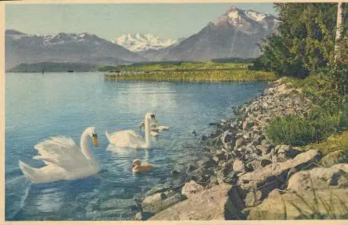 PC53463 Thun. Thunersee mit Blumlisalp und Niesen. Gyger und Klopfenstein. Nein A