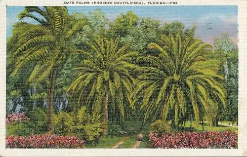 PC53092 Datum Palmen. Phoenix Dactylifera. Florida. E. C. Kropp. 1936