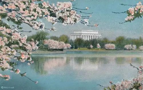 PC54510 Japanische Kirschblüten und Lincoln Memorial. Washington. D.C.B.S.R