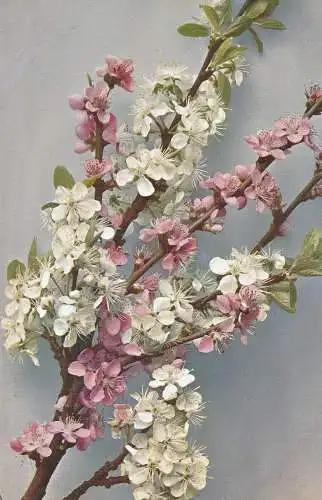 PC76442 Persica Vulgaris