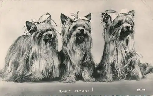 PC75992 Smile Please. Drei Hunde. Yorkshire Terrier. Valentinstag. RP. 1960