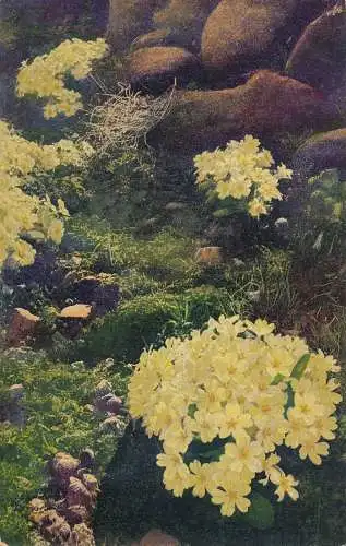 PC76445 Primula Acaulis. Photochromie