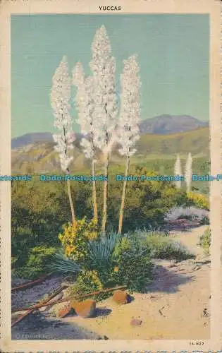 R005849 Yuccas. Frasher